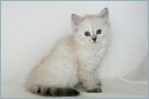 Female Siberian Kitten from Deedlebug Siberians